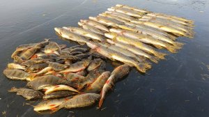 НАЧАЛО ЗИМНЕГО СЕЗОНА РАДУЕТ.ЩУКА НА ЖЕРЛИЦЫ И ОКУНЬ НА МОРМЫШКУ.