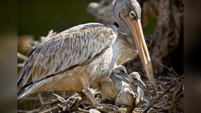 Эдуард Асадов "Пеликан" читает Любовь Б. смотреть онлайн