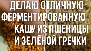Делаю отличную ферментированную кашу из пшеницы и зелёной гречки