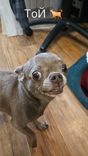 Чихуахуа ТоЙ #чихуахуа #рек #музыка смотреть онлайн