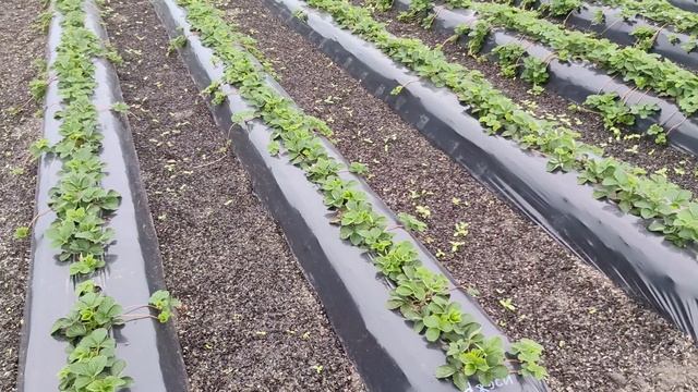 Какие сорта клубники высажены на участке. смотреть онлайн