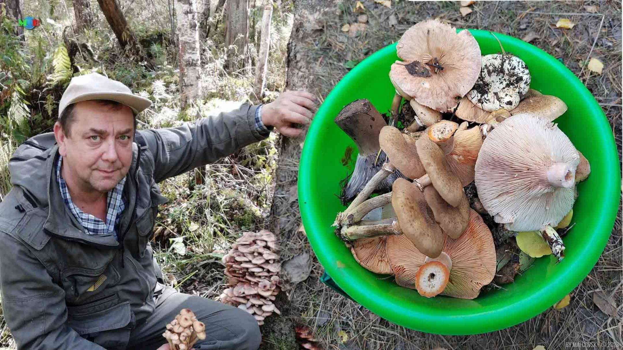 ПРОМО-грибы смотреть онлайн