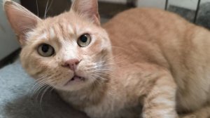 Реакция кота на маску коня