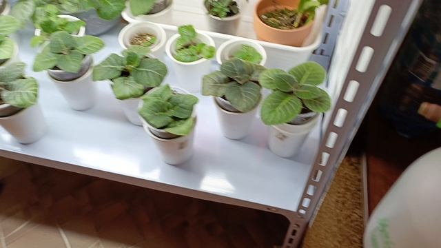 Один из секретов ухода за орхидеями ☺!орхидеям это очень нравится, растут бодрыми и крепкими 🌸🏵🌱 смотреть онлайн