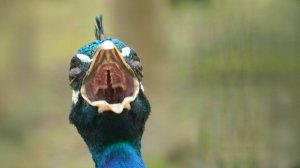 Самая Королевская Птица с Не Очень Приятным Голоском - ПАВЛИН!