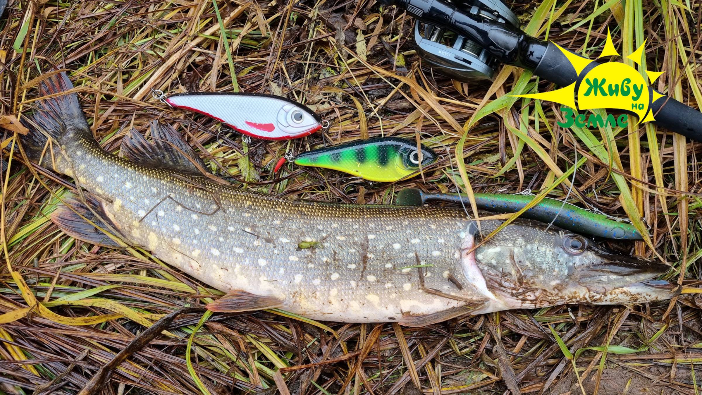 3 Дня на реке. Щуки бросаются на большие приманки! Осень 2025. Живу на Земле смотреть онлайн