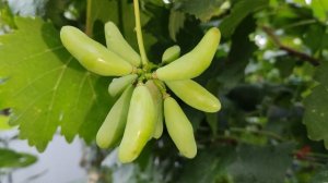 ГРЕЙП ДРИМ!!!🍇🍇🍇ЧУДО АМЕРИКАНСКОЙ СЕЛЕКЦИИ!!!  Telegram, WhatsApp и Vlber +79528500417.