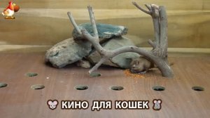 Видео для кошек про крысок развлекать питомцев 🐭🐀😂 (346)