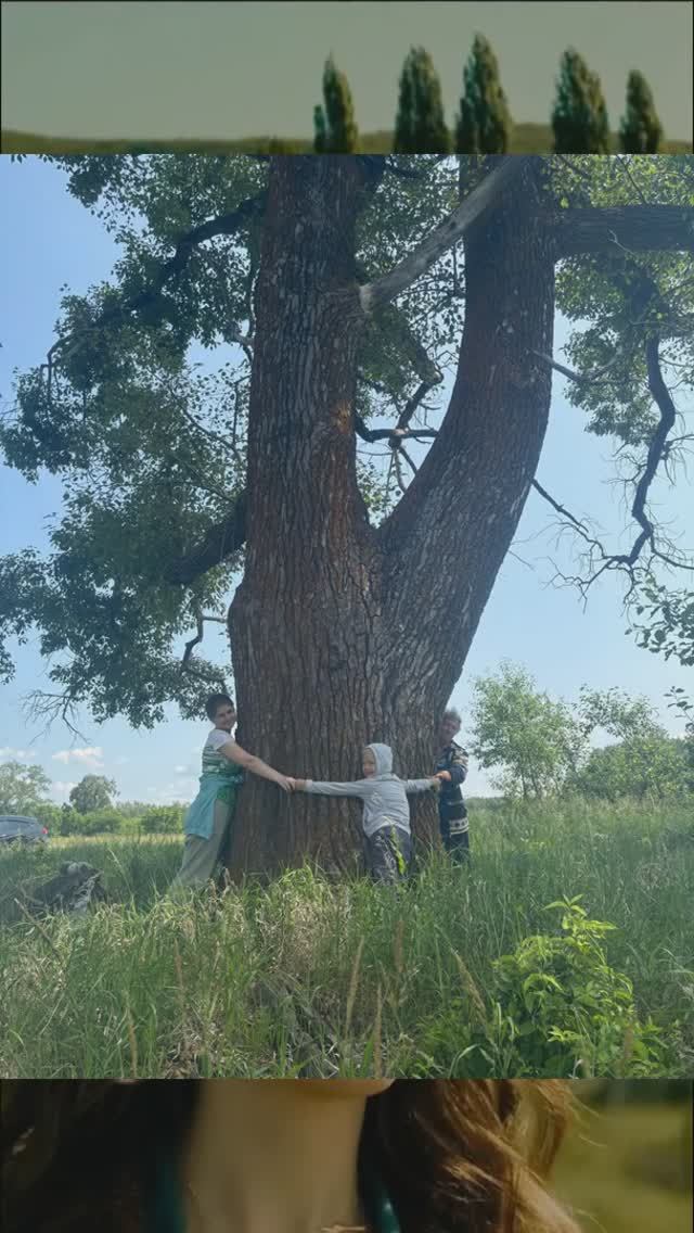 Где некому черёмуху сорвать