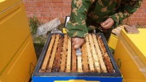 Переход Двухсемейных в Двухматочные Семьи!!!