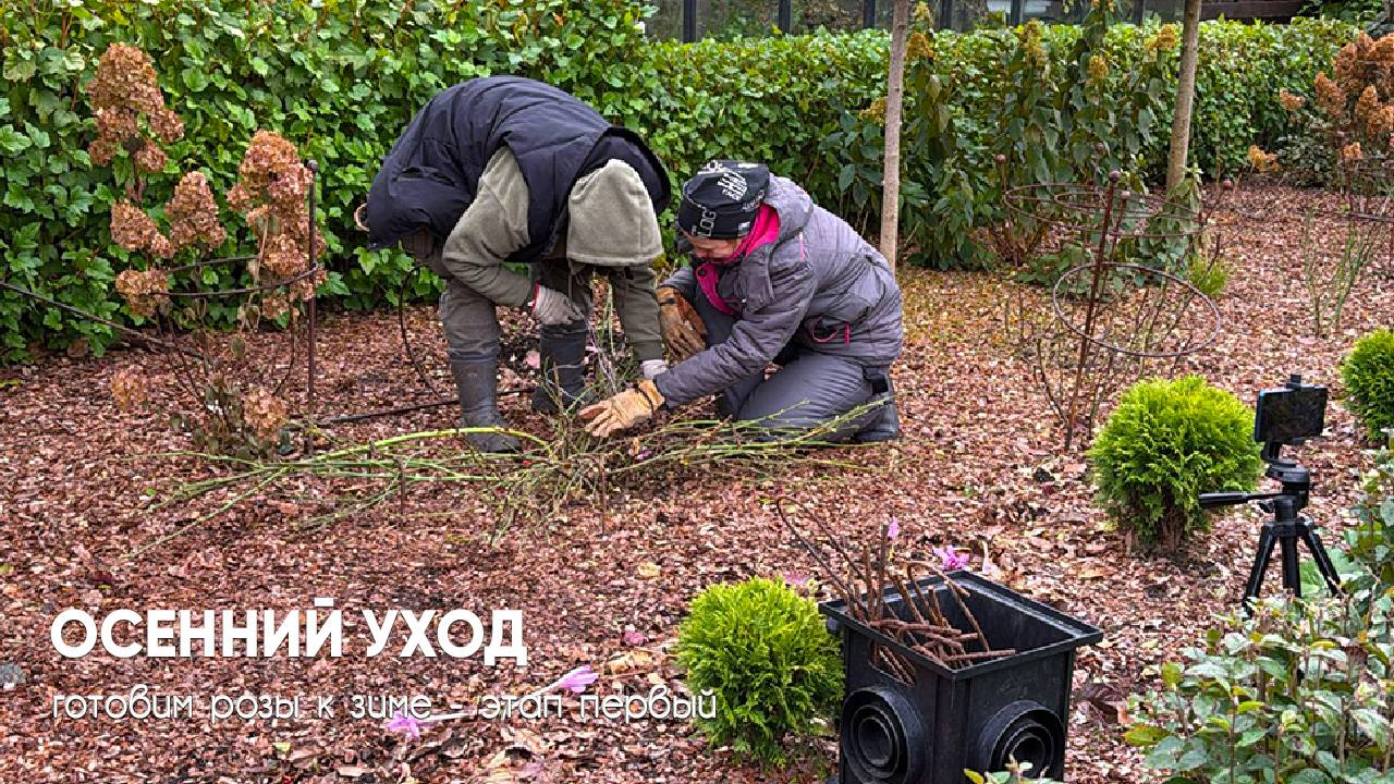 Осенний уход: готовим розы к зиме. Этап 1