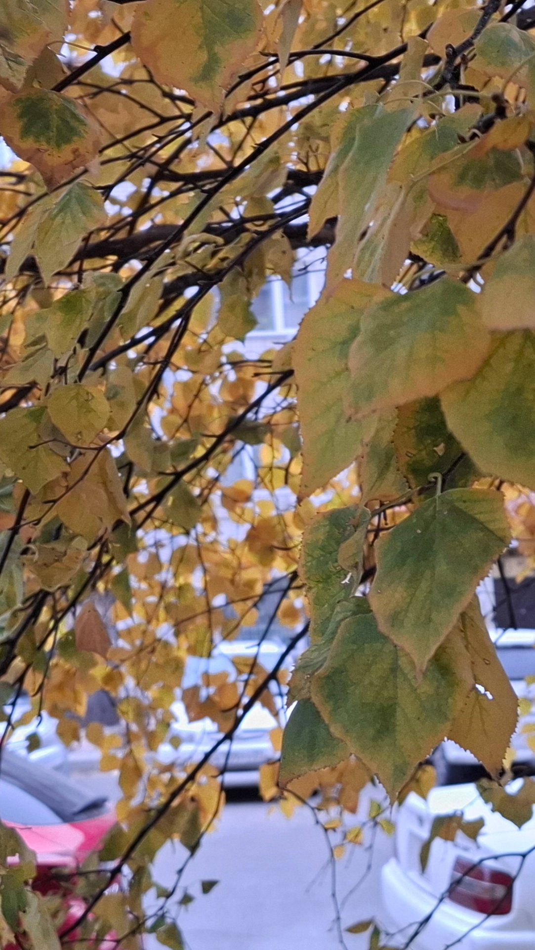 19.10.25#А у нас#опять#осень#Снег растаял#Солнышко#🌞🌞🌞🌝 смотреть онлайн