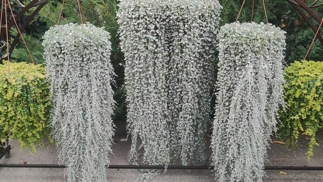 Как вырастить пышную дихондру за сезон. Секреты зимовки дихондры серебристой. смотреть онлайн