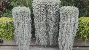 Как вырастить пышную дихондру за сезон. Секреты зимовки дихондры серебристой.