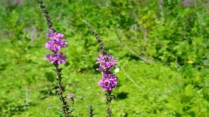 Кипарисовое озеро