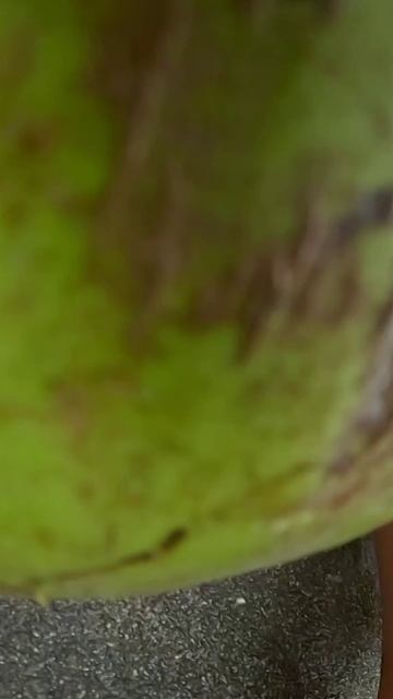 #shorts смотреть онлайн