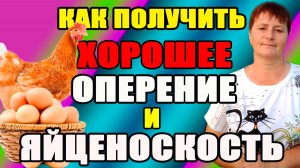 Как получить ХОРОШУЮ яйценоскость и ХОРОШЕЕ оперение у кур.