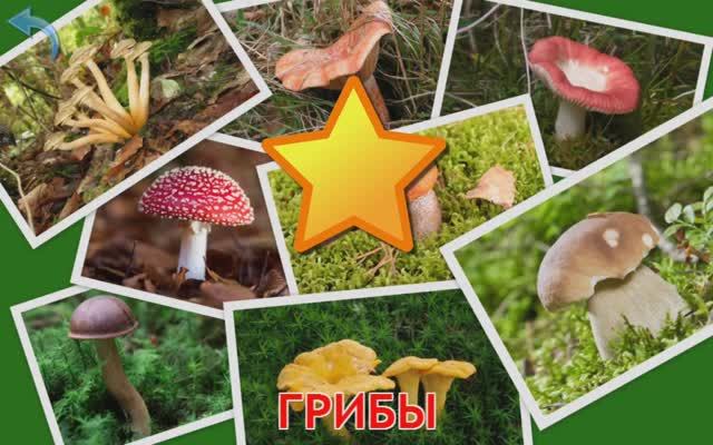 Изучаем Грибы. Карточки Домана для детей. Учимся играя. смотреть онлайн