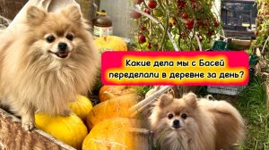 Какие дела мы с Басей переделали в деревне за день?