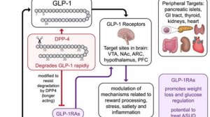 GLP-1 (ГПП-1) и их новая роль в лечении расстройств употребления алкоголя и психоактивных веществ