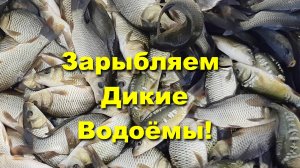 ЗАРЫБЛЯЕМ карпом ДИКИЕ  пруды! Первый раз вижу рыбу ПЕЛЧИР (ЩОКУР)! Красивая рыбка СИТЦЕВАЯ КОМЕТА!