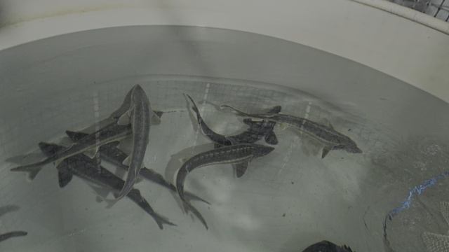 живая рыба дома