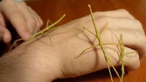 Палочники насекомые Фестиваль НАУКА 0+. Биологический факультет МГУ.