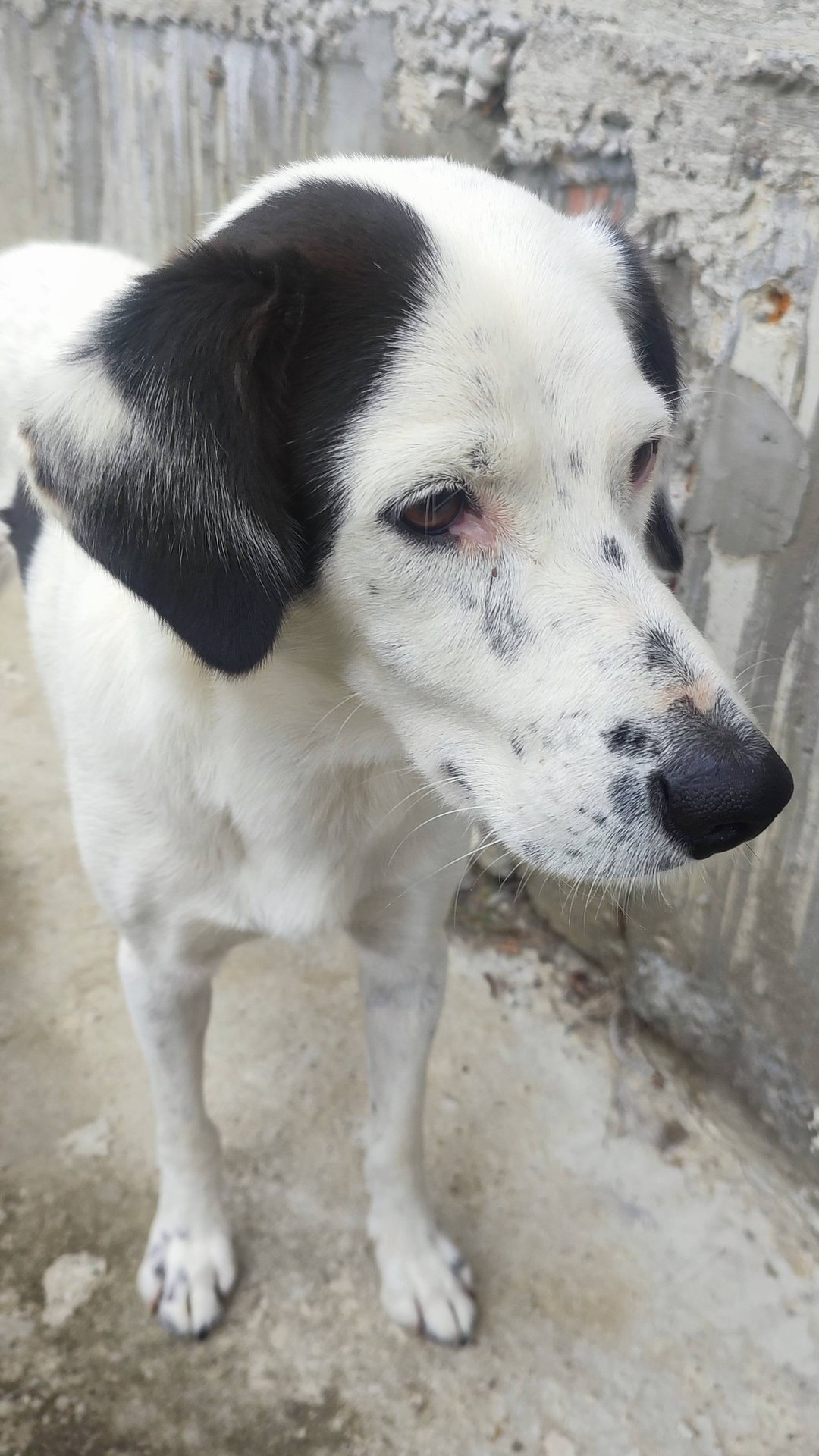 Собака Бим и скорая помощь