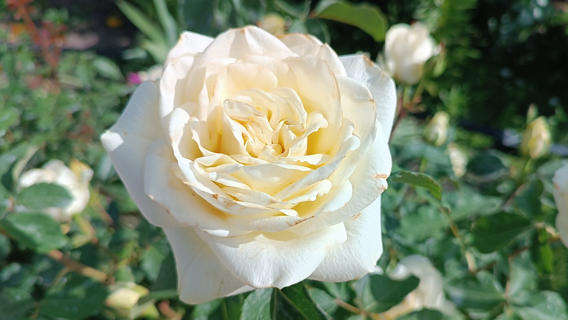 Всё о розе Аваланж (Avalanche) смотреть онлайн