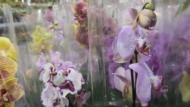 ХОББИ-ВЛОГ. Поездка в ЛеманоПро. Финал в раскраске отдыхалочке. Раскраска по кружочкам. смотреть онлайн