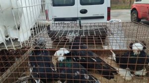 ярмарка. голубей   Славянск на Кубани 19.10.2025