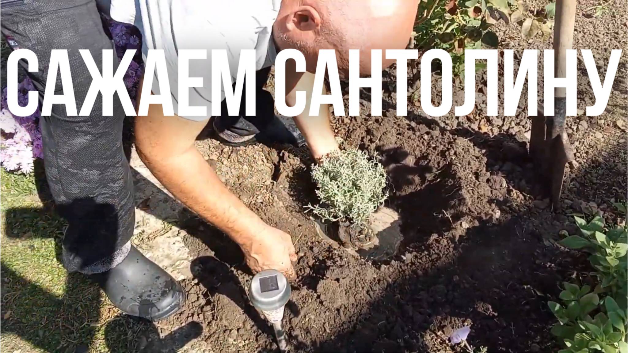 Ландшафтный дизайн для Дачи: сажаем Сантолину — эффектно и просто! смотреть онлайн