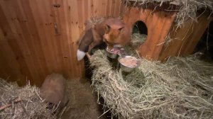 Лиса-Алиса. Вечер с лисом Игнисом