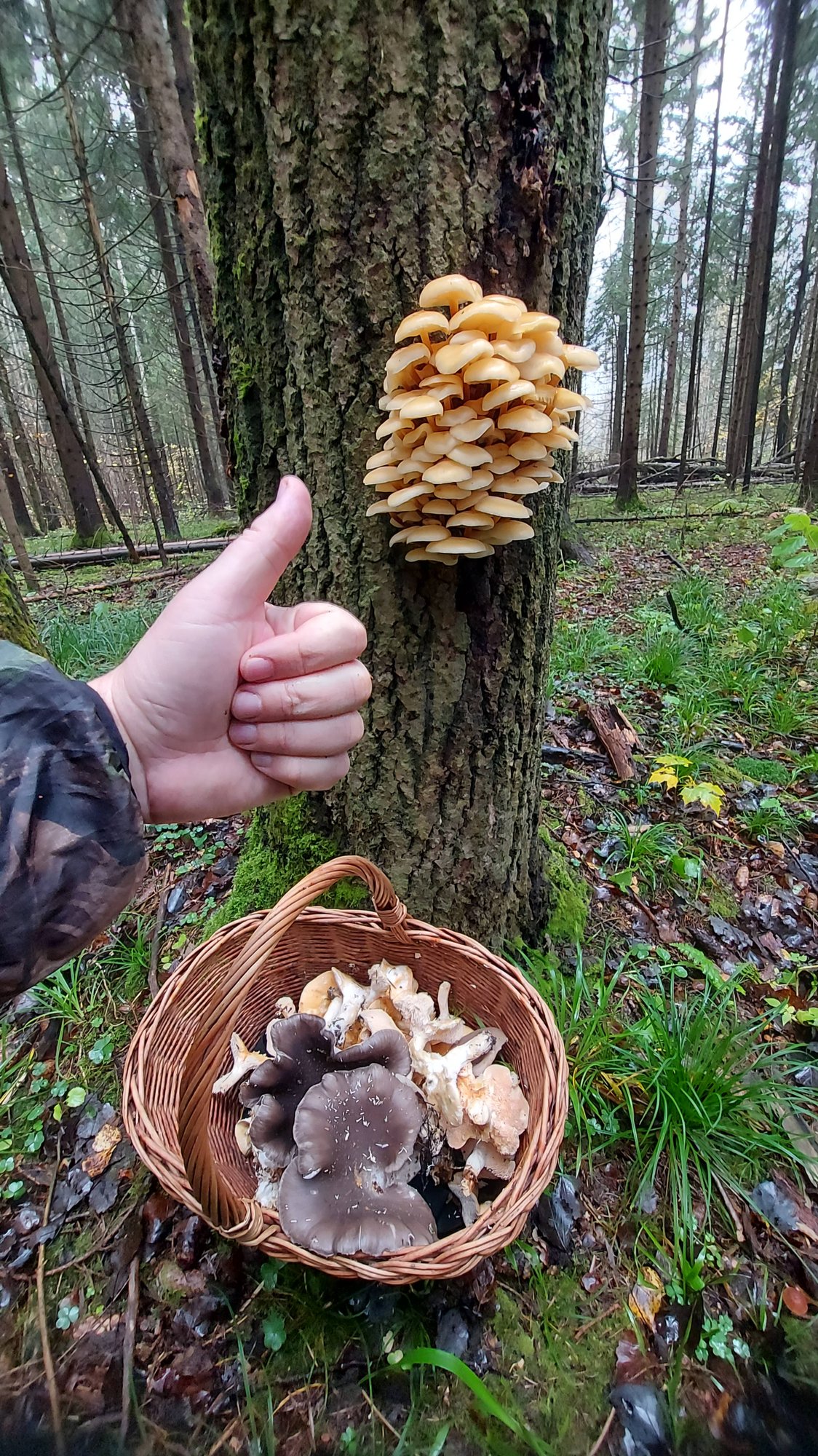 ГРИБНАЯ КРАСОТА 👉 КАРТИНУ ХОЧЕТСЯ ПИСАТЬ!🍄ГРИБНОЙ ОКТЯБРЬ В ПОДМОСКОВЬЕ 2025🍁ЗИМНИЕ ОПЯТА 🍂