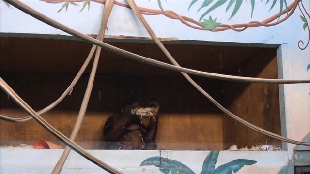 Орангутаны. Бату проснулся и ушёл в другую комнату, а Мишель делает из себя королевну 16.10.2025 смотреть онлайн