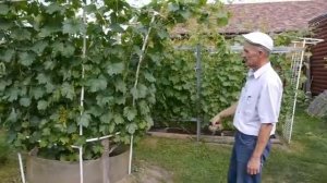 Варианты посадки винограда