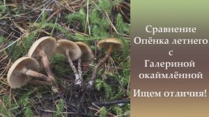 Сравнение Опёнка летнего и Галерины окаймлённой. Ищем отличия!
