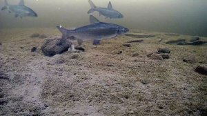 Рыбалка на сига по первому льду.