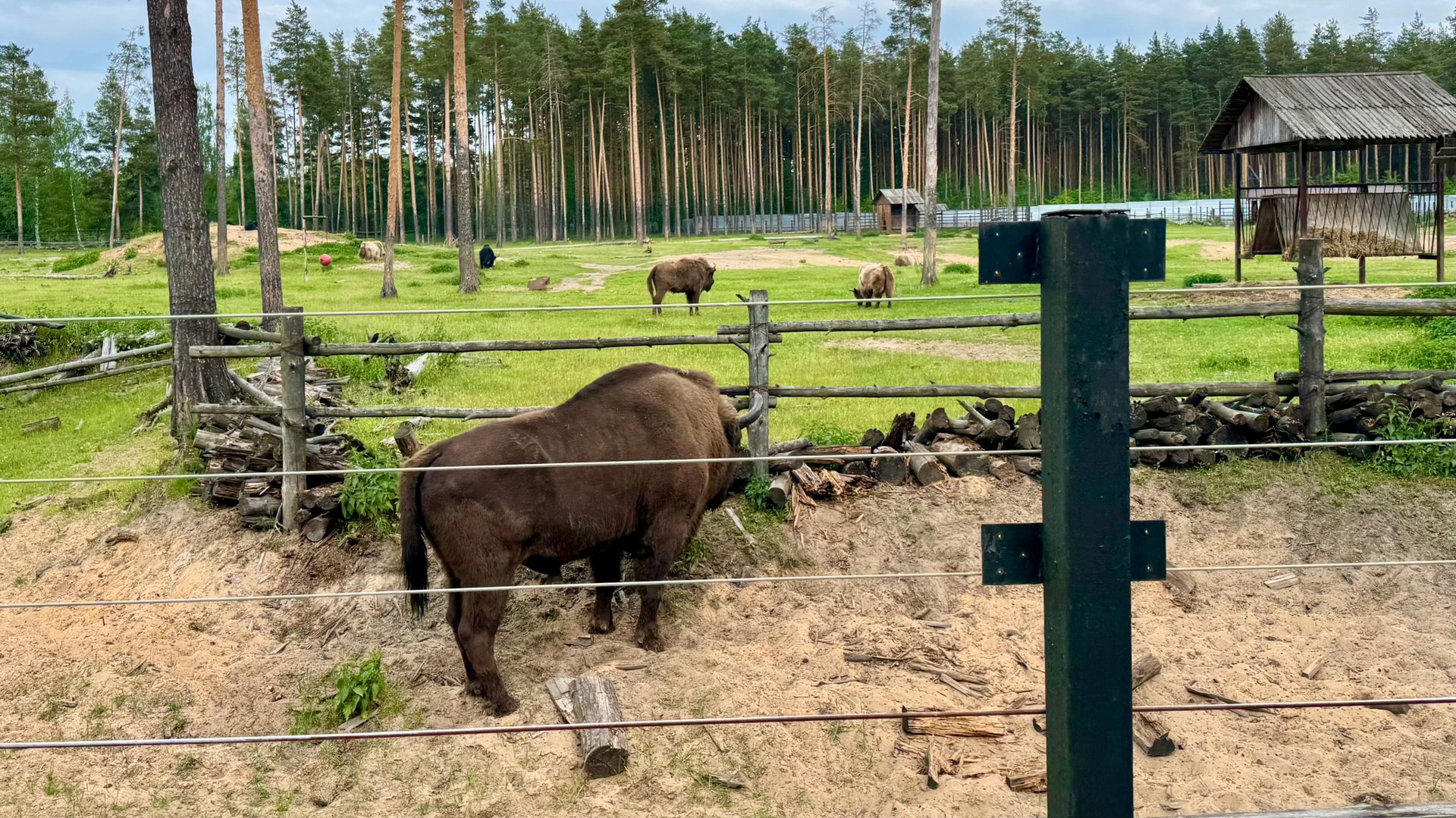 Парк копытных в Ярославском зоопарке смотреть онлайн