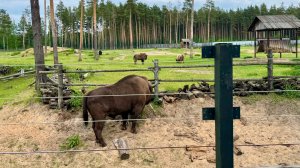 Парк копытных в Ярославском зоопарке