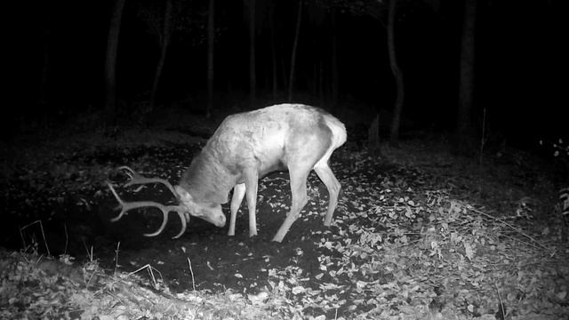 Видео фото ловушки смотреть онлайн