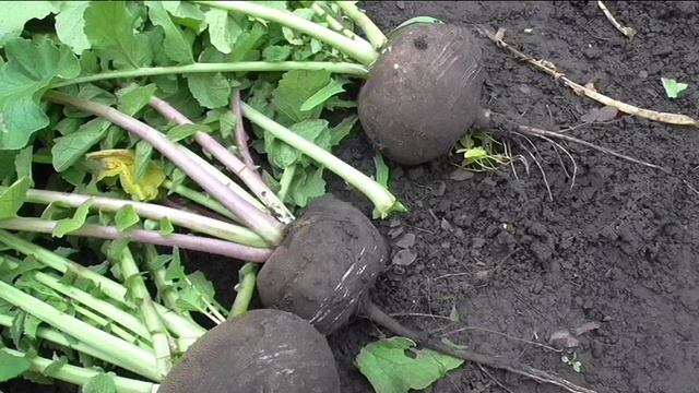 Редька ЗИМНЯЯ КРУГЛАЯ ЧЕРНАЯ