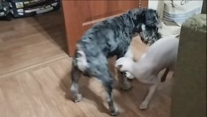 Цвергшнауцер Тоби и влюбленная кошечка Кайра.