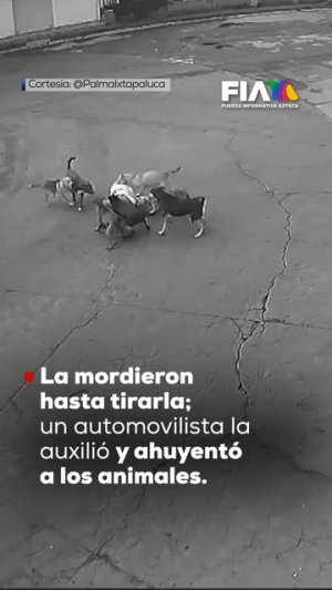 Собаки Неразлучные друзья