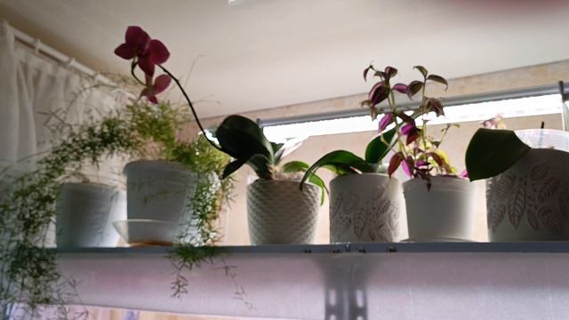 ПРАВИЛЬНОЕ выращивание глоксиний, как нужно делать, а как нельзя ,правильный свет и грунт 🏵🌺🌱 смотреть онлайн