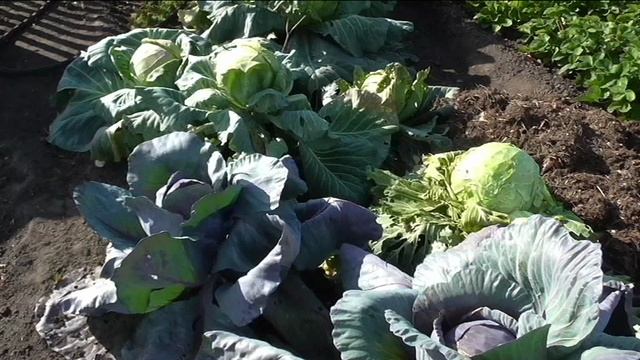 Урожайность разных сортов капусты