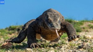 Комодский варан — живой динозавр, который может съесть быка!