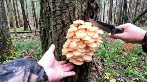 💥ГРИБНИКОВ В ХОЛОДНОМ ОКТЯБРЕ НЕТ👉ВСЕ ГРИБЫ МОИ! 🍄ВЕШЕНКА🍄ЗИМНИЕ ОПЯТА🍄РЯДОВКА🍄ЛИСИЧКА