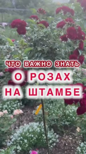 С чего начинается ВОСПИТАНИЕ КУСТА РОЗЫ в настоящую КОРОЛЕВУ САДА.