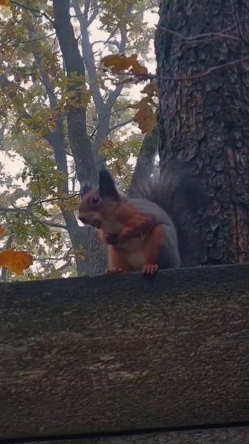 Как насчет белочки? смотреть онлайн